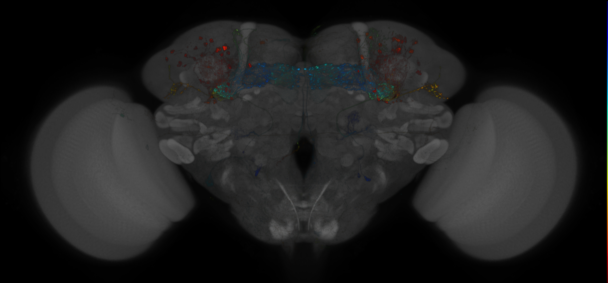 VDRC_VT026017-GAL4_MCFO_Brain_20171031_61_H6_40x