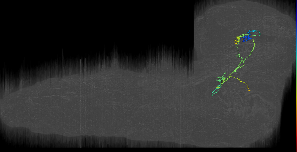 Bubsy Left (L1EM:15681246)