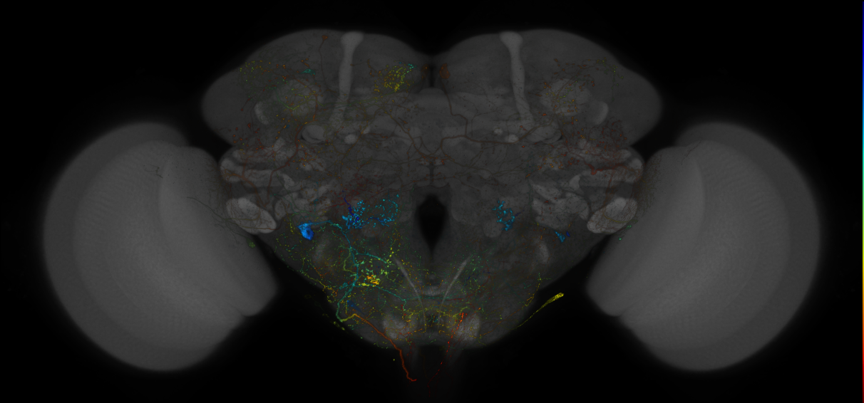 VDRC_VT026179-GAL4_MCFO_Brain_20171027_62_J4_40x