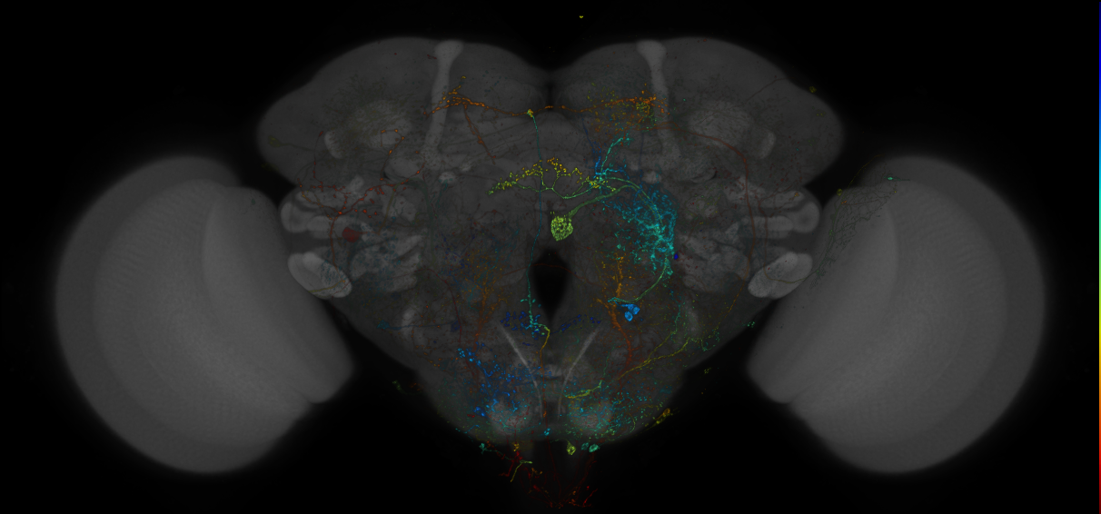 VDRC_VT025980-GAL4_MCFO_Brain_20180223_64_G6_40x