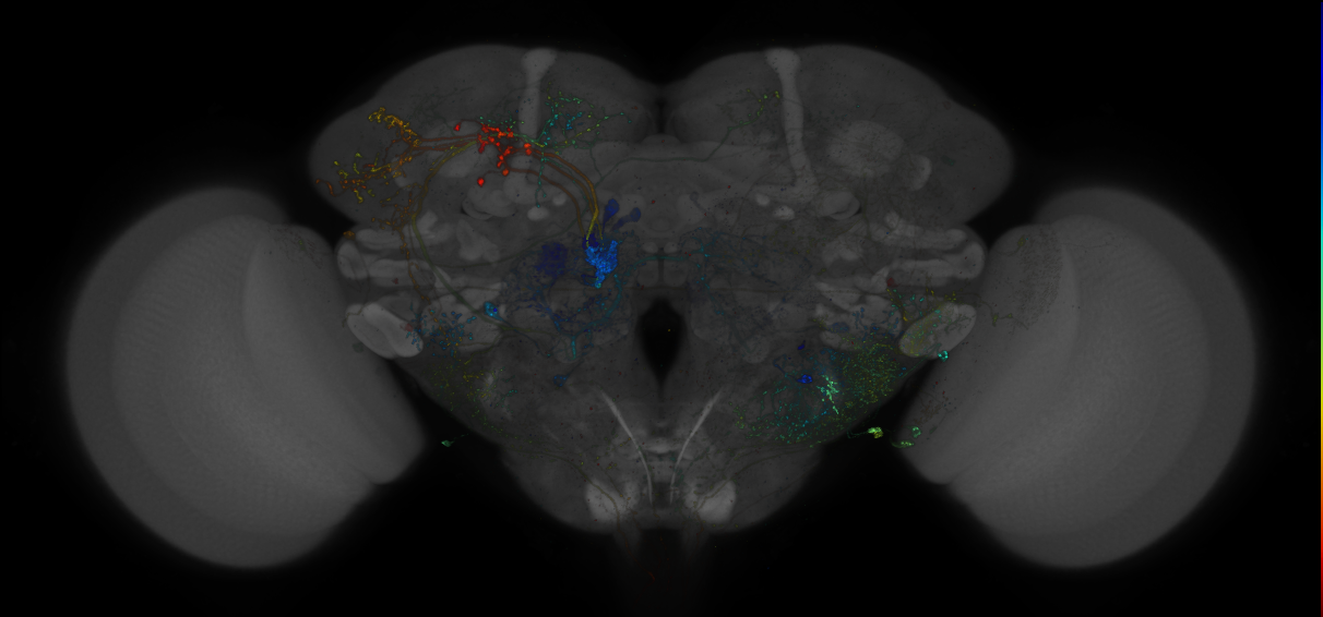 VDRC_VT026027-GAL4_MCFO_Brain_20180223_64_H6_40x