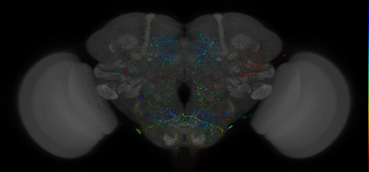 VDRC_VT026046-GAL4_MCFO_Brain_20180316_64_I2_40x