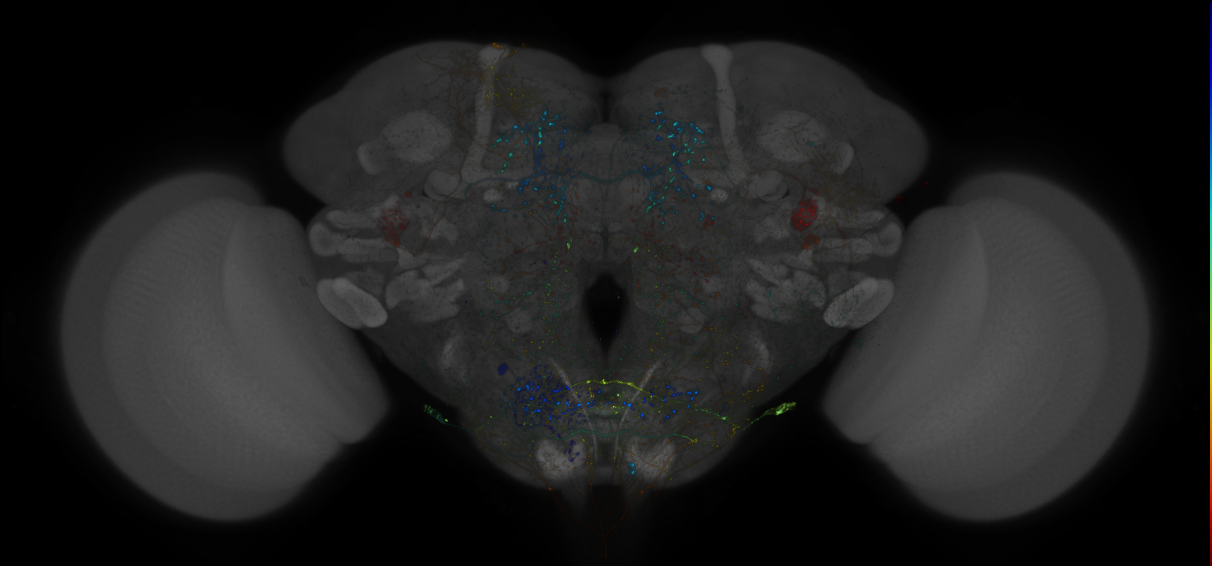 VDRC_VT026046-GAL4_MCFO_Brain_20180316_64_I5_40x