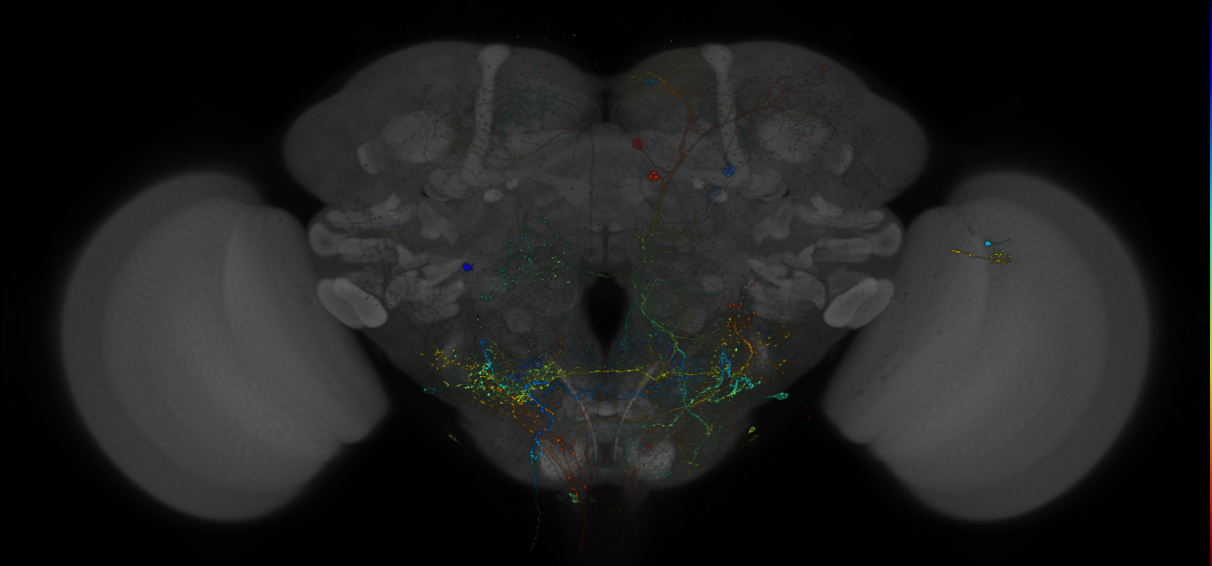 VDRC_VT026005-GAL4_MCFO_Brain_20180403_63_F2_40x