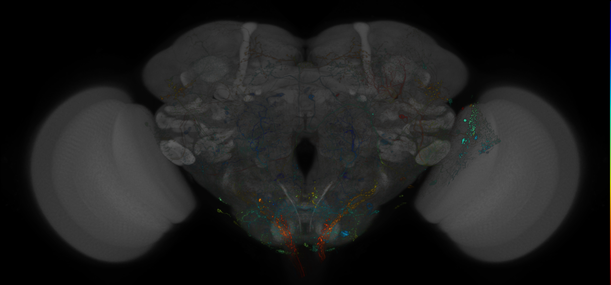 VDRC_VT026341-GAL4_MCFO_Brain_20180413_65_A2_40x