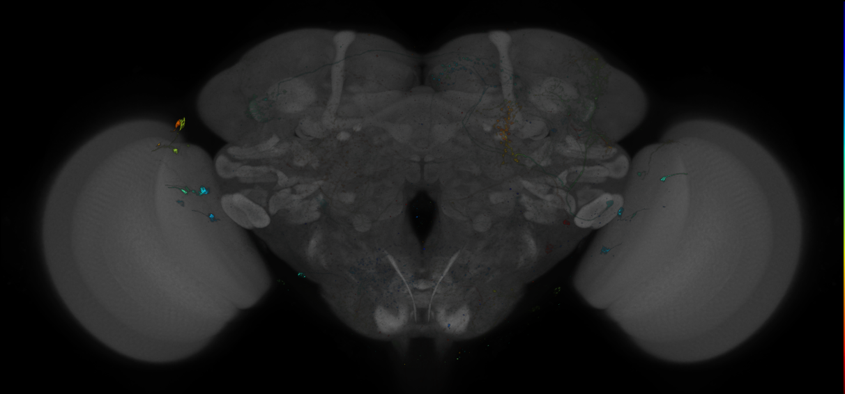 VDRC_VT017933-GAL4_MCFO_Brain_20180522_64_H2_40x