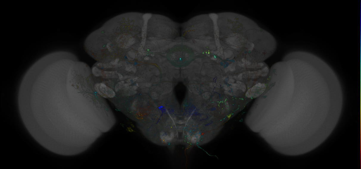VDRC_VT026325-GAL4_MCFO_Brain_20180525_63_E2_40x