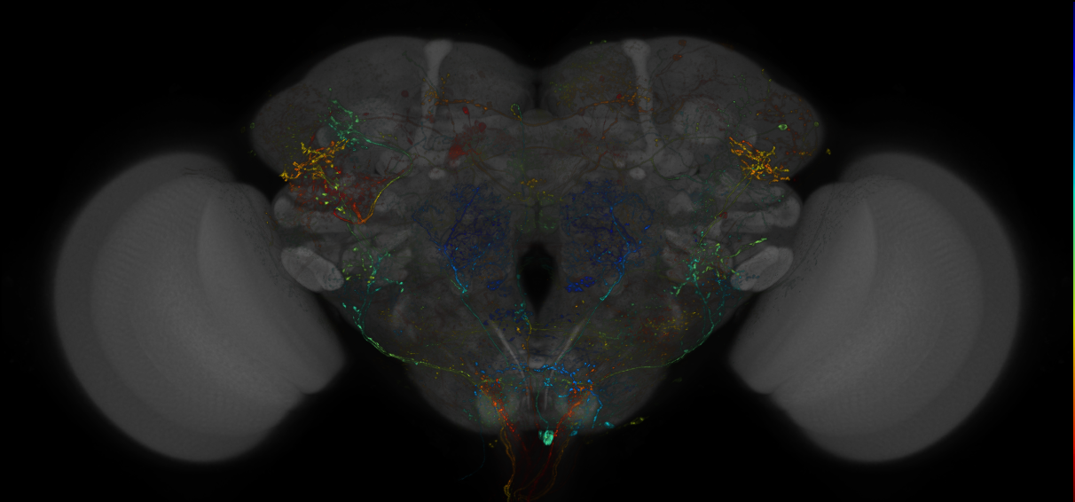 VDRC_VT026340-GAL4_MCFO_Brain_20180525_63_F2_40x