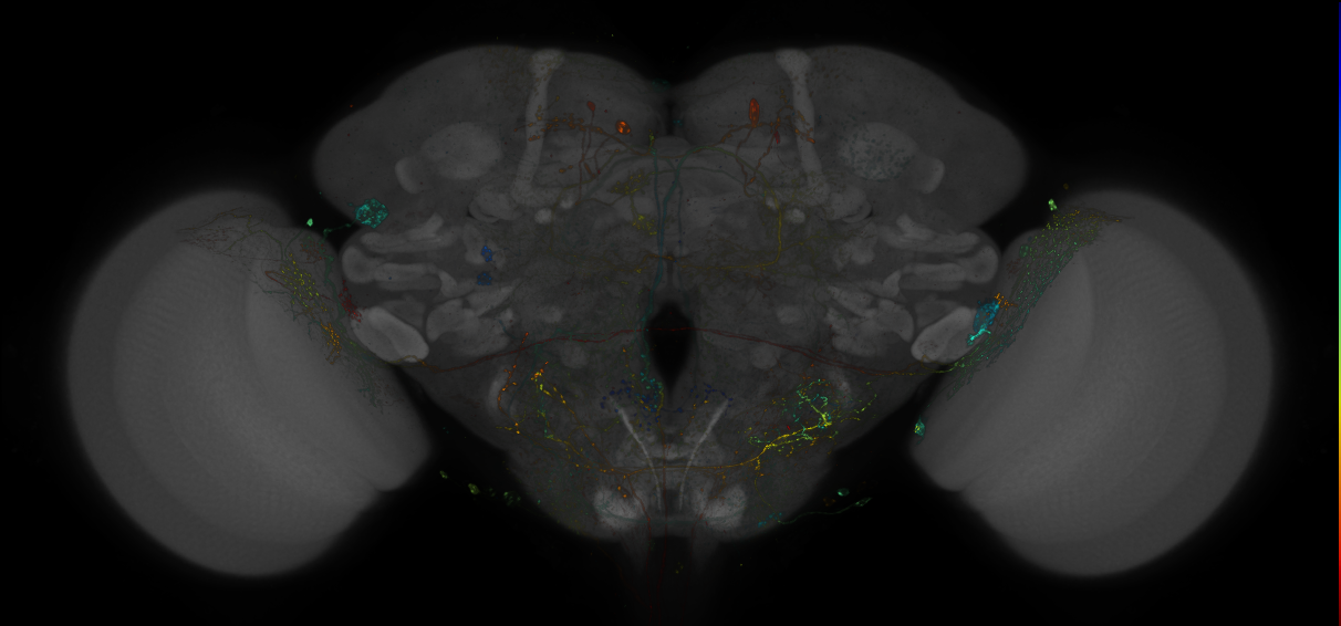 VDRC_VT026016-GAL4_MCFO_Brain_20180810_62_J4_40x