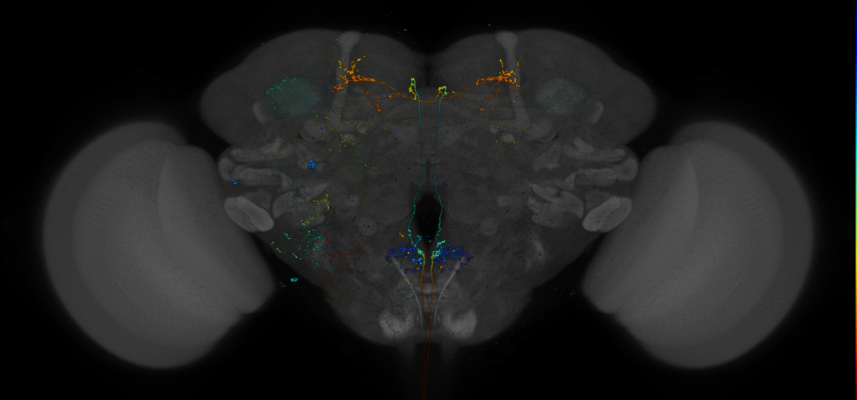 VDRC_VT026189-GAL4_MCFO_Brain_20180828_65_C2_40x