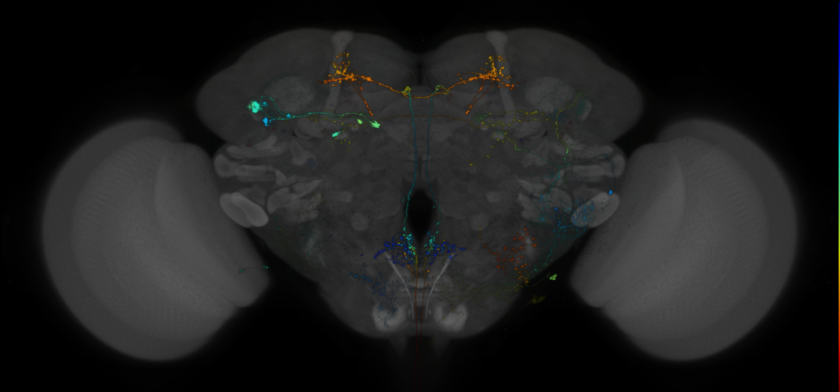 VDRC_VT026189-GAL4_MCFO_Brain_20180828_65_C3_40x