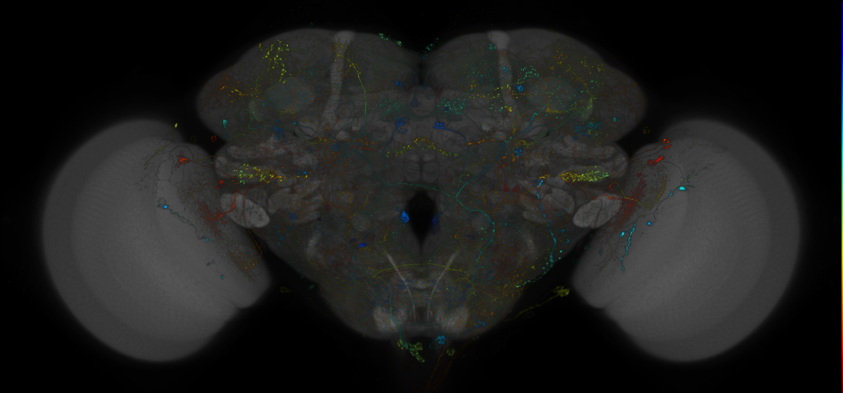 VDRC_VT026348-GAL4_MCFO_Brain_20180828_65_E3_40x