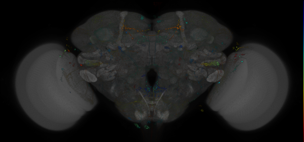VDRC_VT026348-GAL4_MCFO_Brain_20180828_65_F1_40x