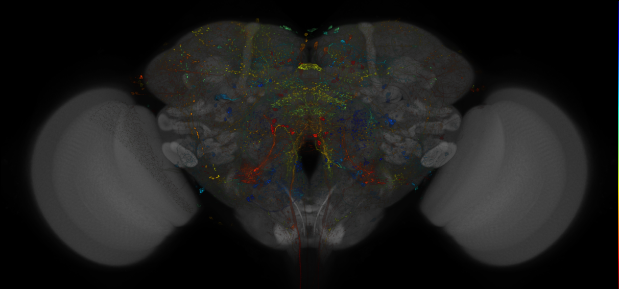 VDRC_VT026172-GAL4_MCFO_Brain_20181005_61_A2_40x