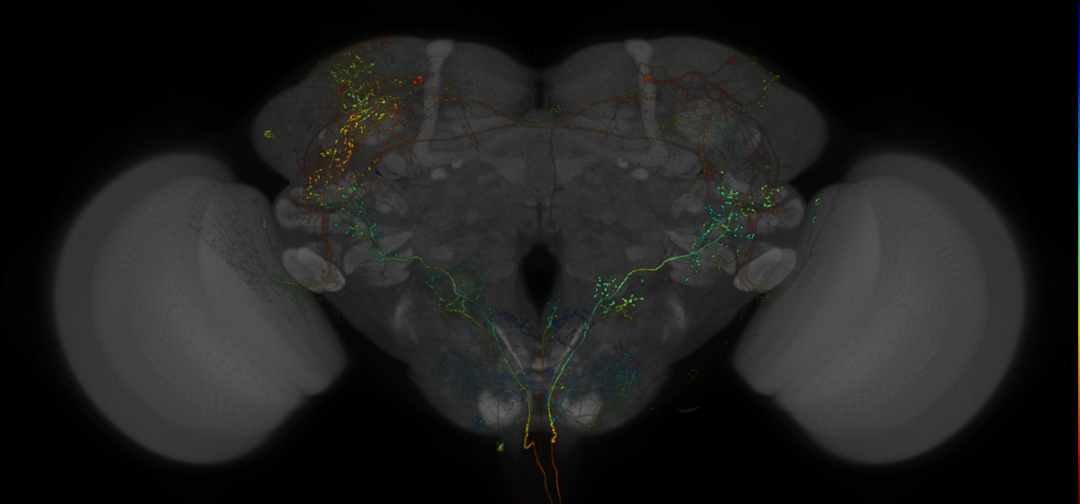 VDRC_VT026026-GAL4_MCFO_Brain_20190507_61_A5_40x
