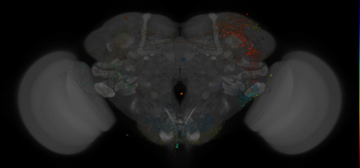 VDRC_VT026026-GAL4_MCFO_Brain_20190507_61_A6_40x