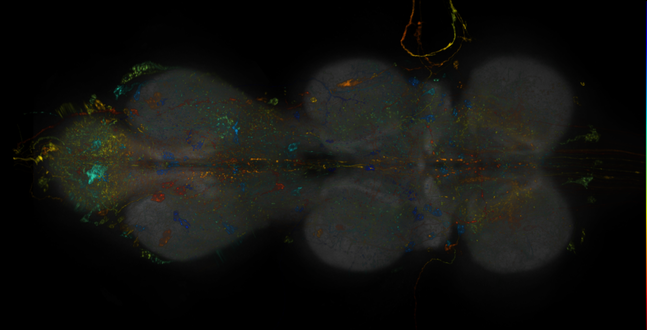 JRC_R10C02-GAL4_MCFO_VNC_20181109_62_B6_40x