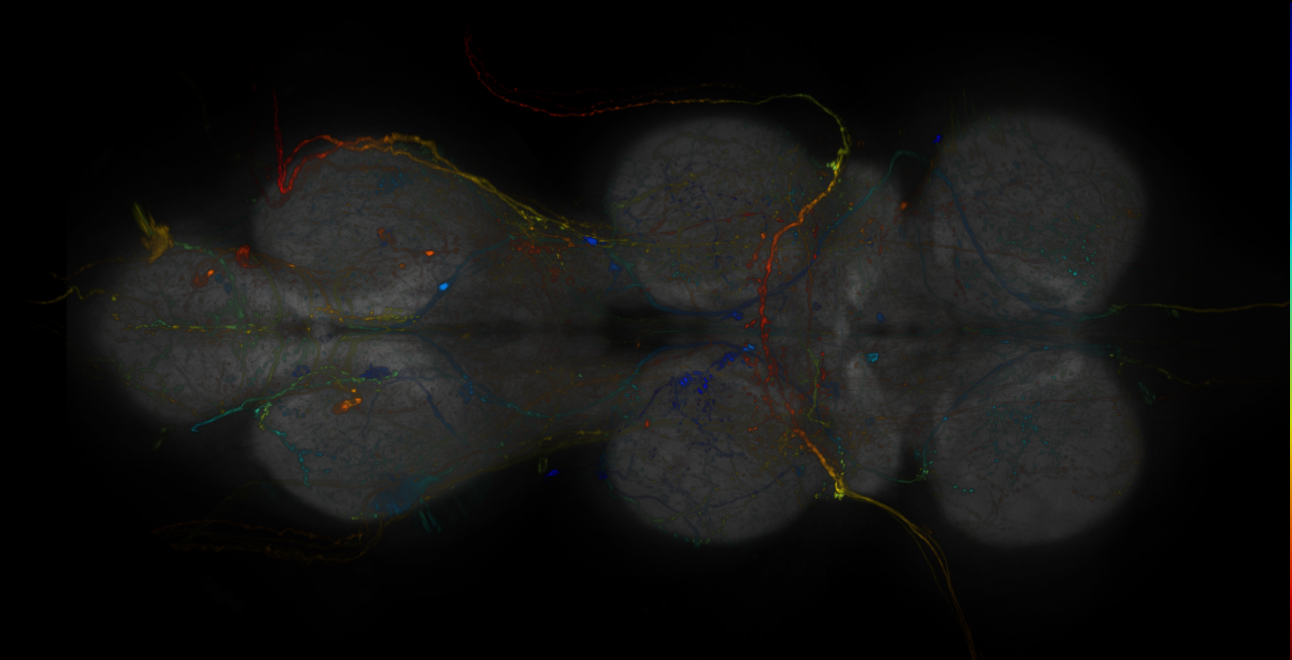 JRC_R11D01-GAL4_MCFO_VNC_20181109_62_F4_40x