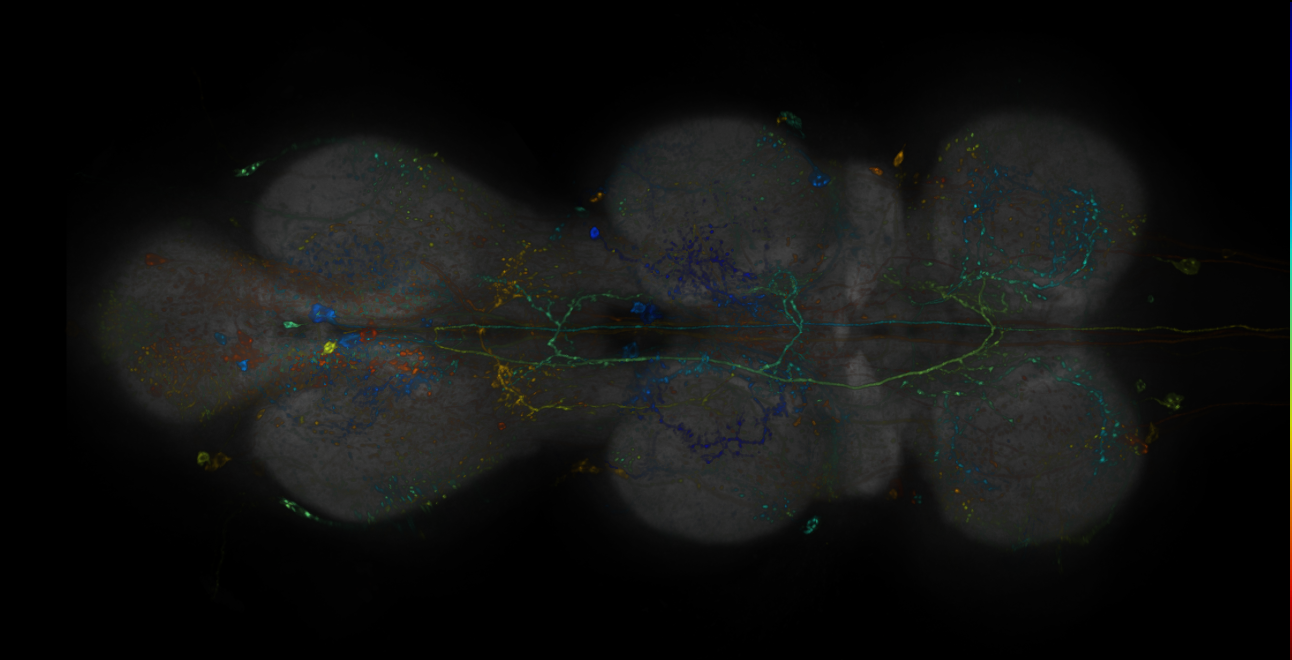 JRC_R12E07-GAL4_MCFO_VNC_20181109_63_A1_40x