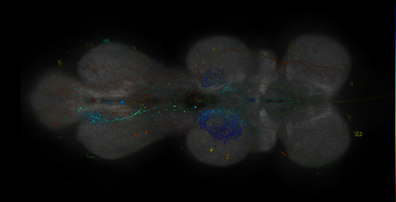 JRC_R12E07-GAL4_MCFO_VNC_20181109_63_A4_40x