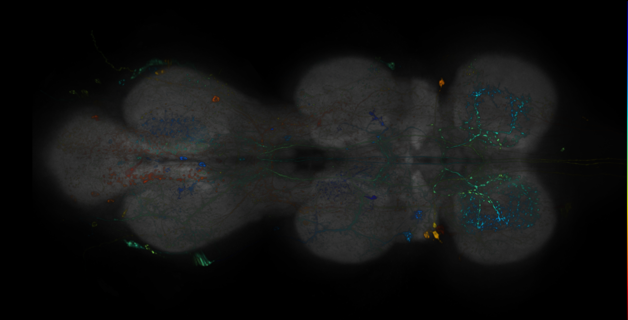 JRC_R12E07-GAL4_MCFO_VNC_20181109_63_A5_40x