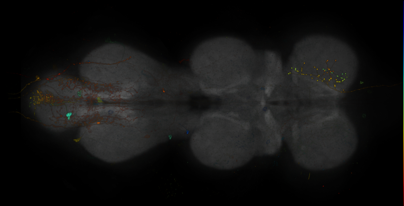 JRC_R16H11-GAL4_MCFO_VNC_20181109_63_B5_40x