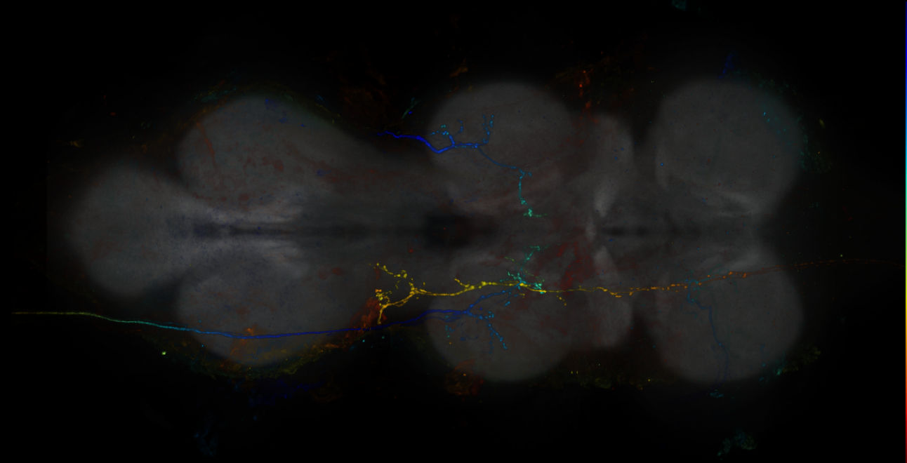 JRC_R10H03-GAL4_MCFO_VNC_20181113_61_F1_40x