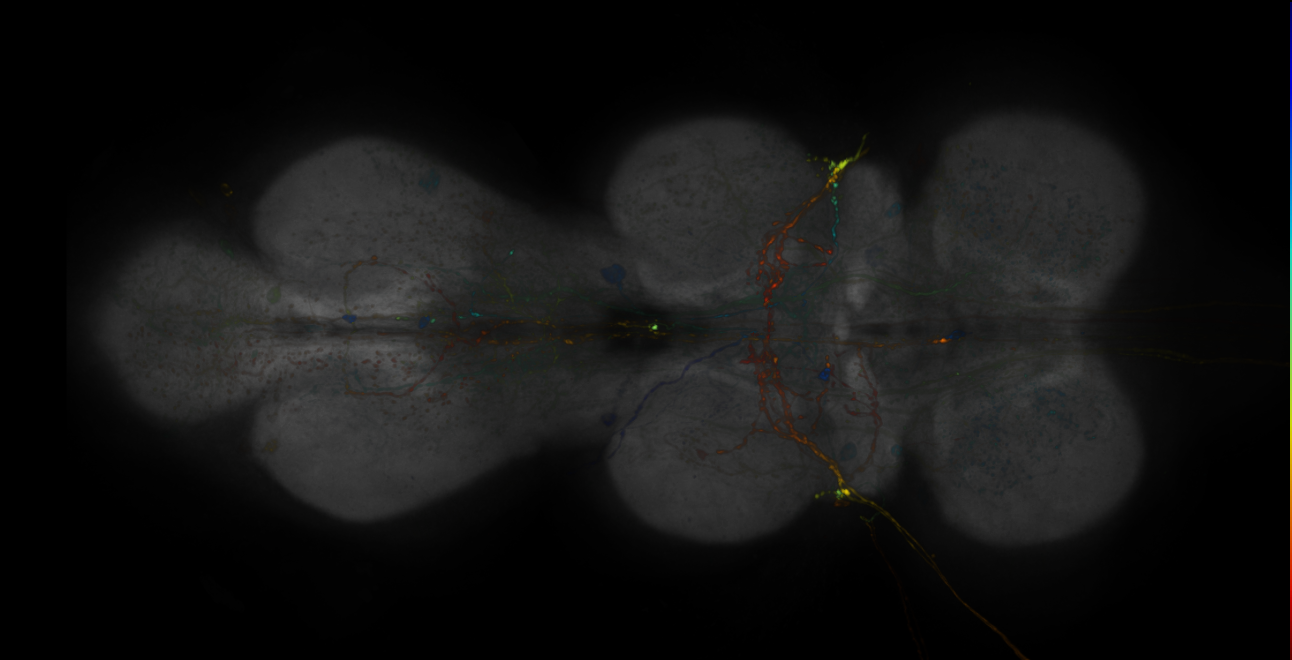 JRC_R10G03-GAL4_MCFO_VNC_20181121_61_A6_40x