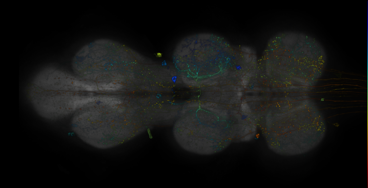 JRC_R10A07-GAL4_MCFO_VNC_20181121_61_G2_40x