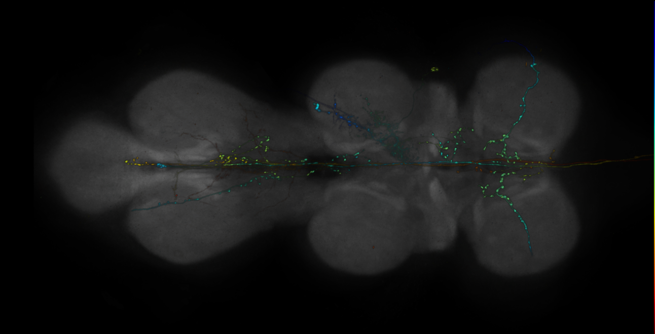 JRC_R11H10-GAL4_MCFO_VNC_20181121_62_I2_40x