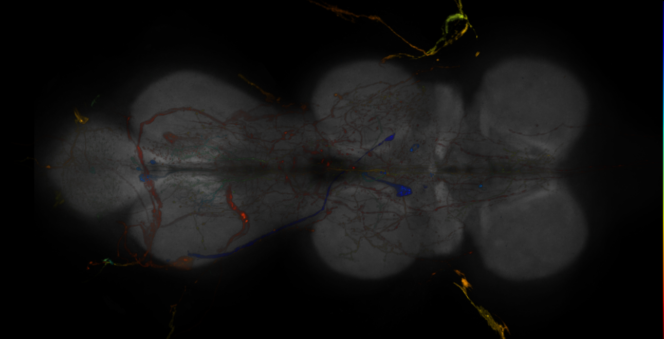 JRC_R10B09-GAL4_MCFO_VNC_20181121_63_E5_40x