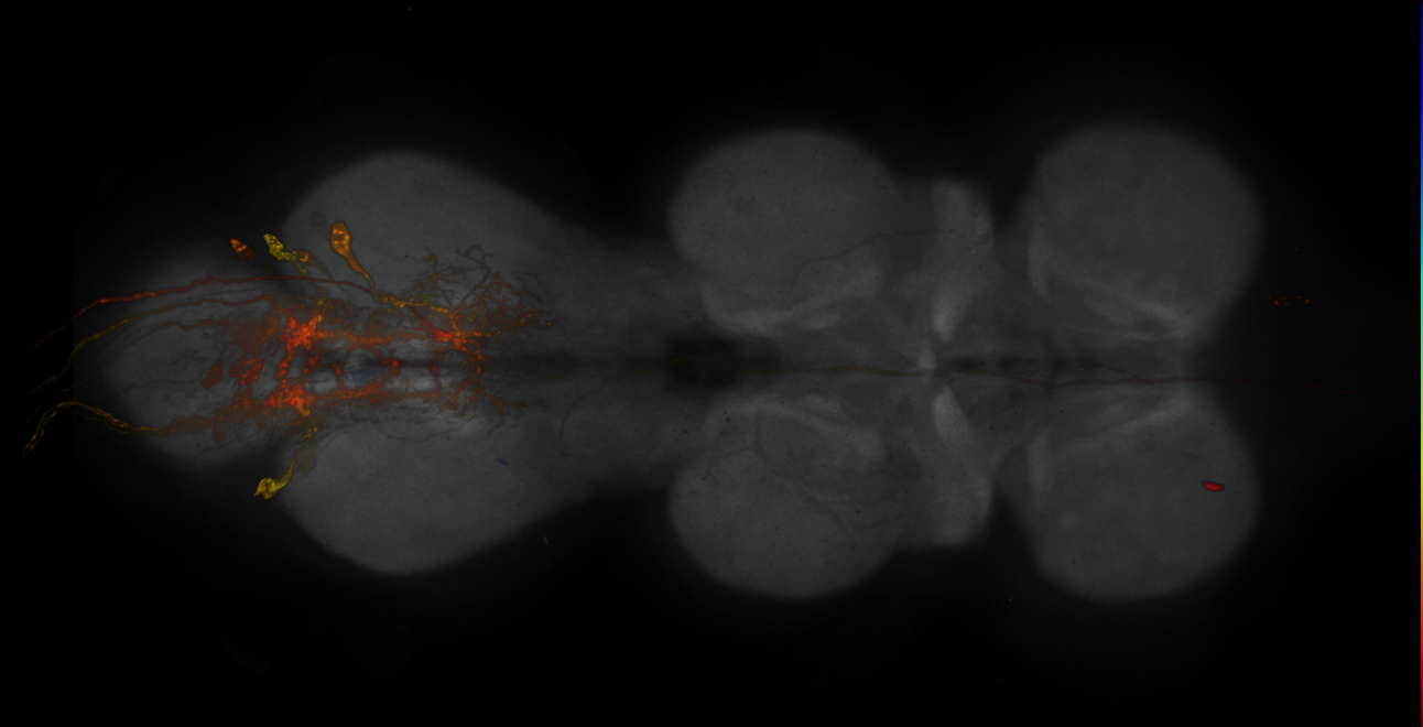 JRC_R10B12-GAL4_MCFO_VNC_20181121_63_F4_40x