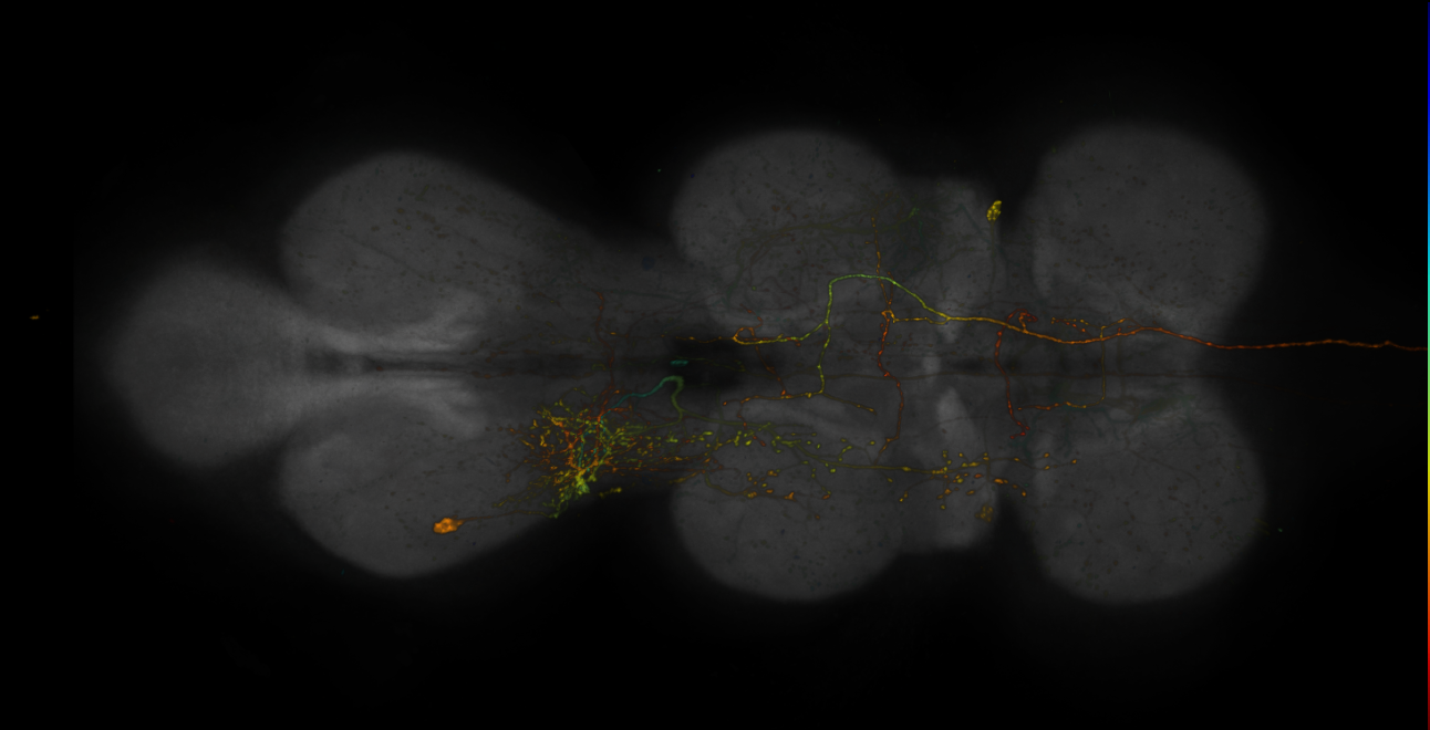 JRC_R10G01-GAL4_MCFO_VNC_20181121_63_J6_40x