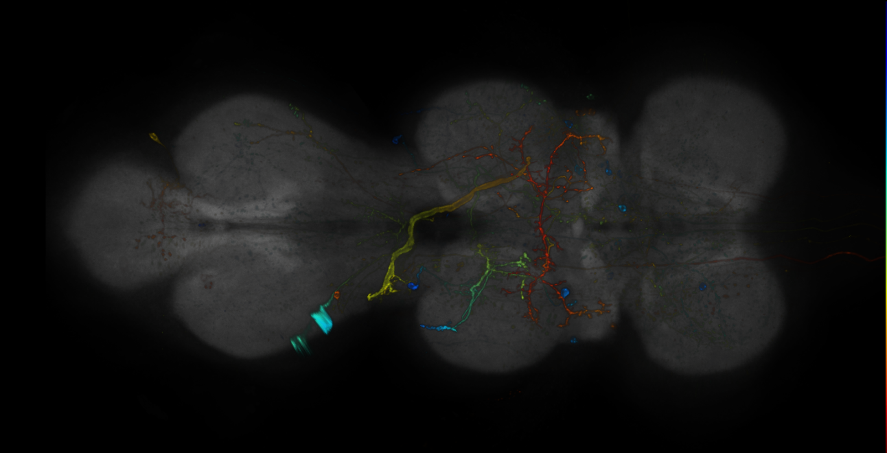 JRC_R12D02-GAL4_MCFO_VNC_20181121_64_B6_40x