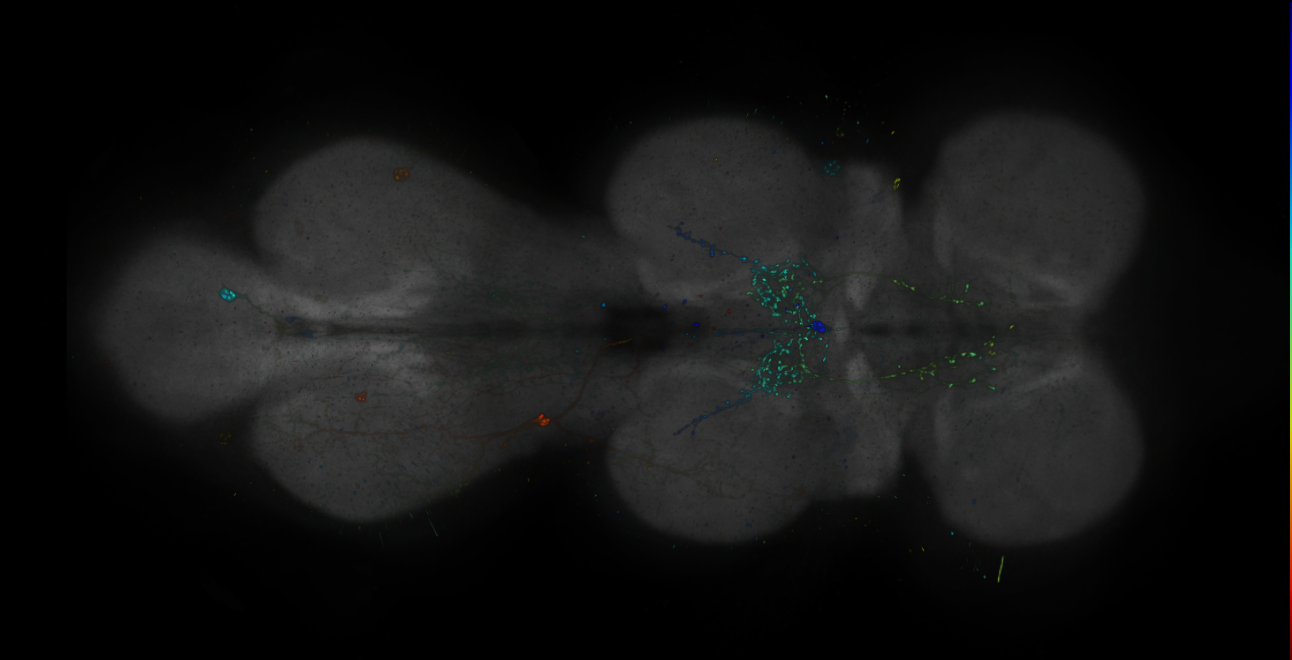 JRC_R12F03-GAL4_MCFO_VNC_20181121_64_F5_40x