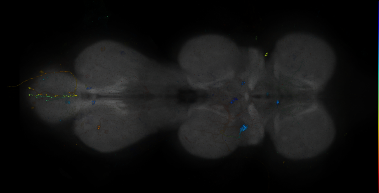 JRC_R12F03-GAL4_MCFO_VNC_20181121_64_F6_40x