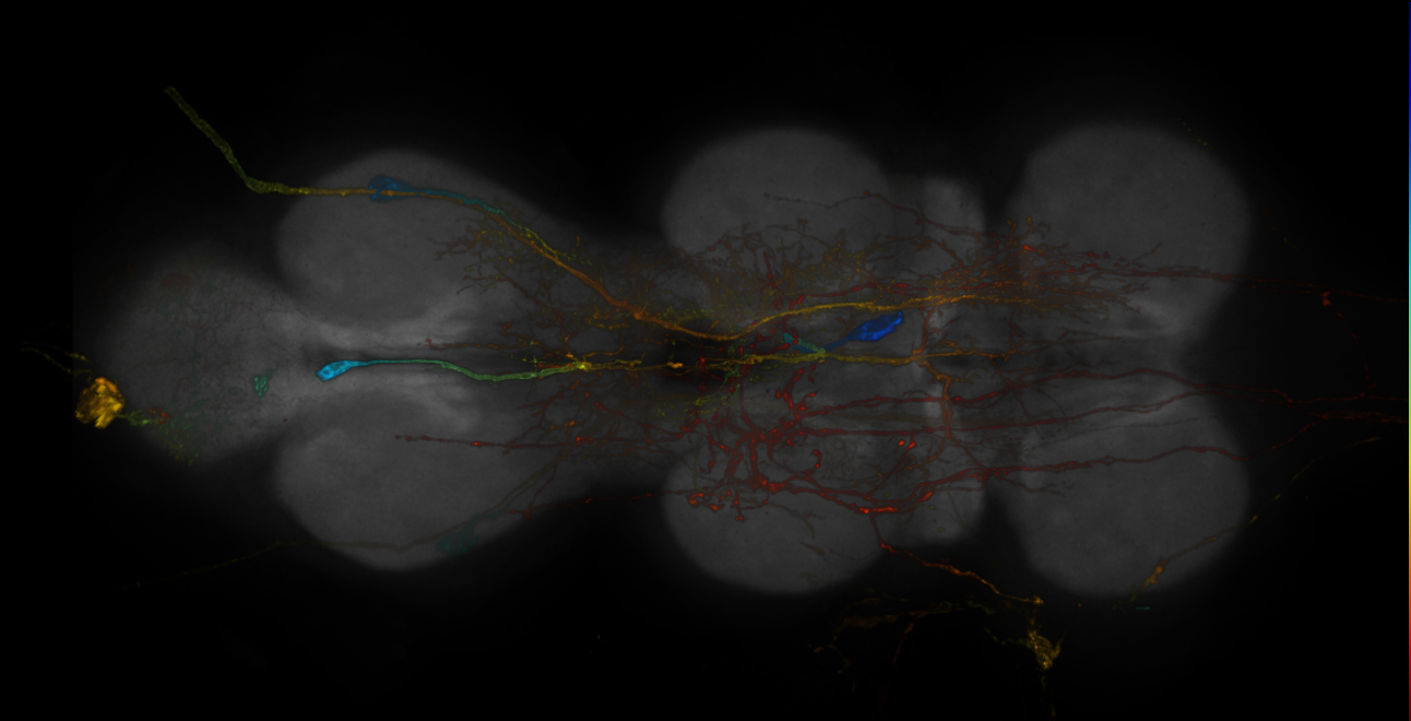 JRC_R12G03-GAL4_MCFO_VNC_20181121_64_H2_40x