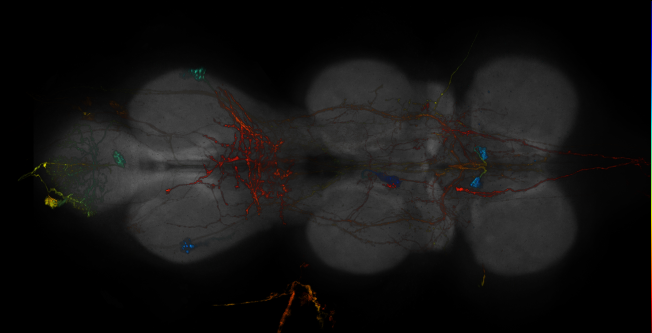 JRC_R12G03-GAL4_MCFO_VNC_20181121_64_H3_40x