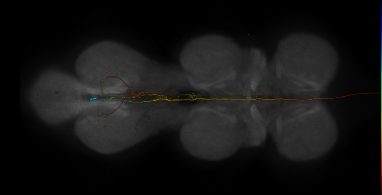 JRC_R13D04-GAL4_MCFO_VNC_20181121_65_G3_40x