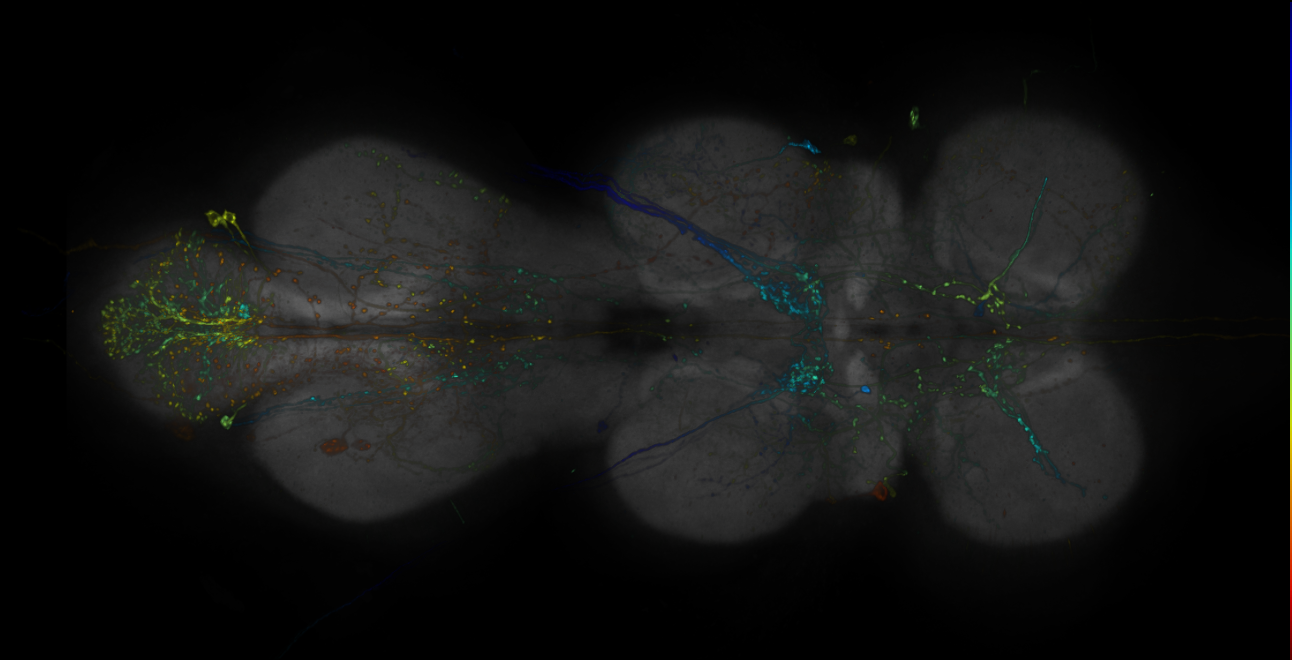 JRC_R13E04-GAL4_MCFO_VNC_20181121_65_H1_40x