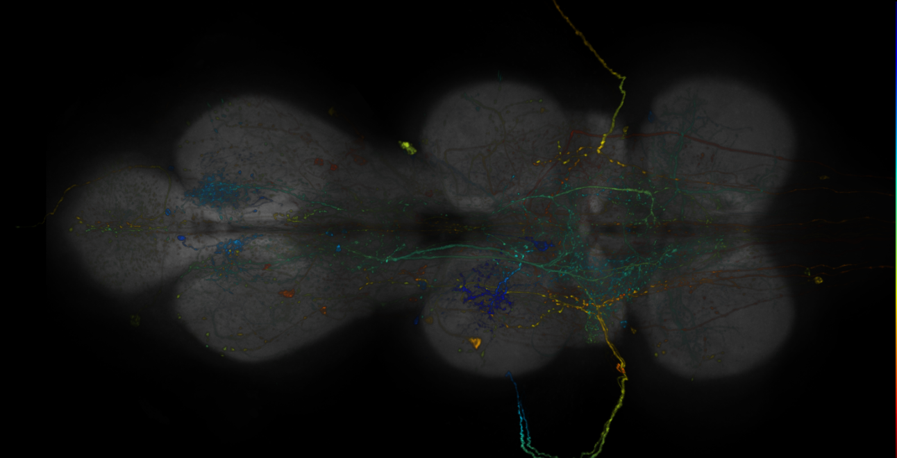 JRC_R13F10-GAL4_MCFO_VNC_20181121_66_B2_40x