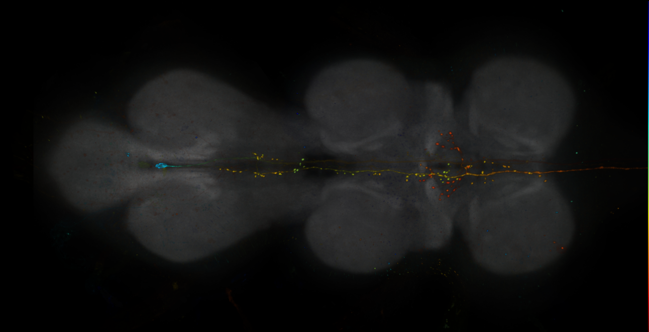 JRC_R14A11-GAL4_MCFO_VNC_20181121_66_G1_40x