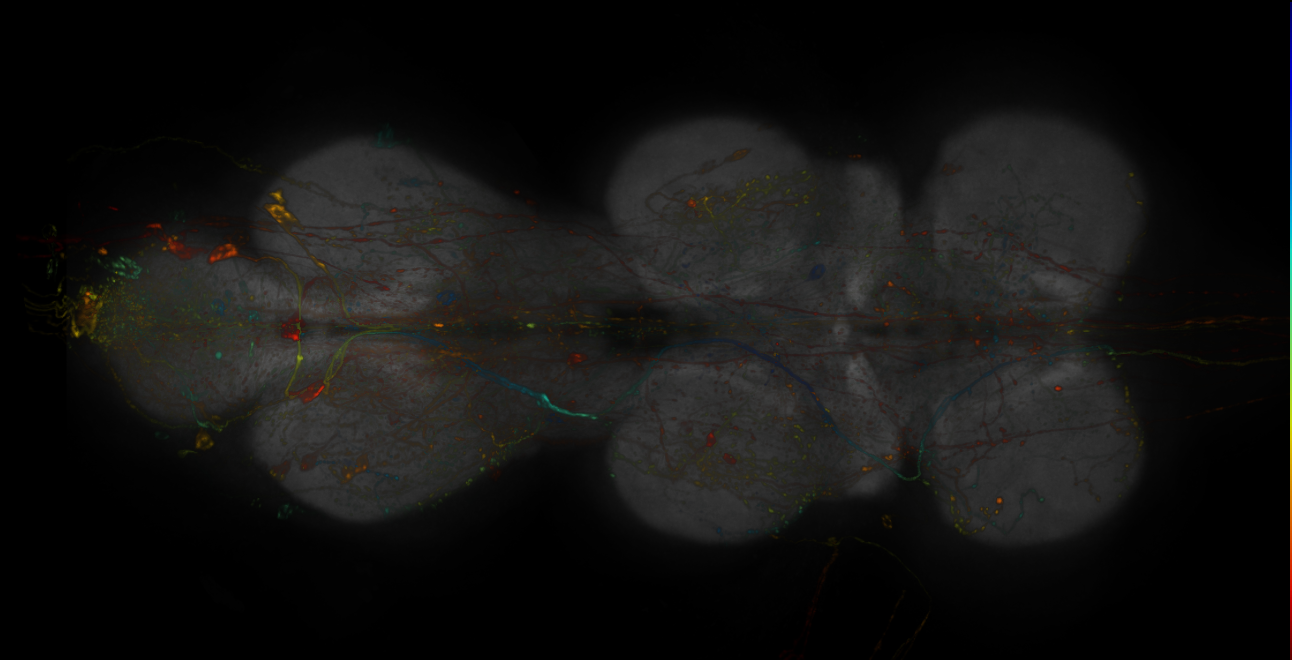 JRC_R14E06-GAL4_MCFO_VNC_20181127_61_A3_40x