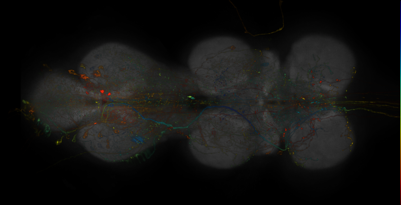 JRC_R14E06-GAL4_MCFO_VNC_20181127_61_B1_40x