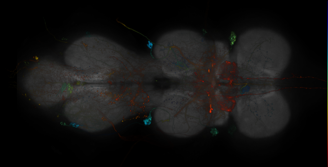 JRC_R14E09-GAL4_MCFO_VNC_20181127_61_C1_40x