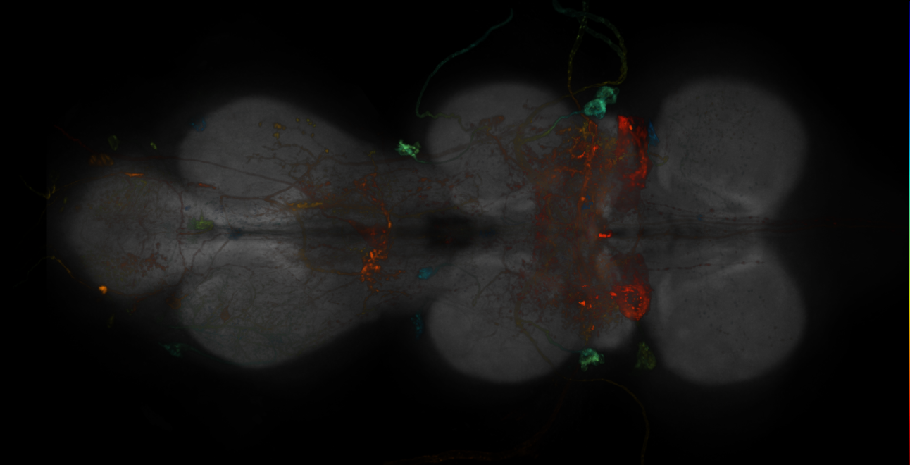 JRC_R14E09-GAL4_MCFO_VNC_20181127_61_C4_40x