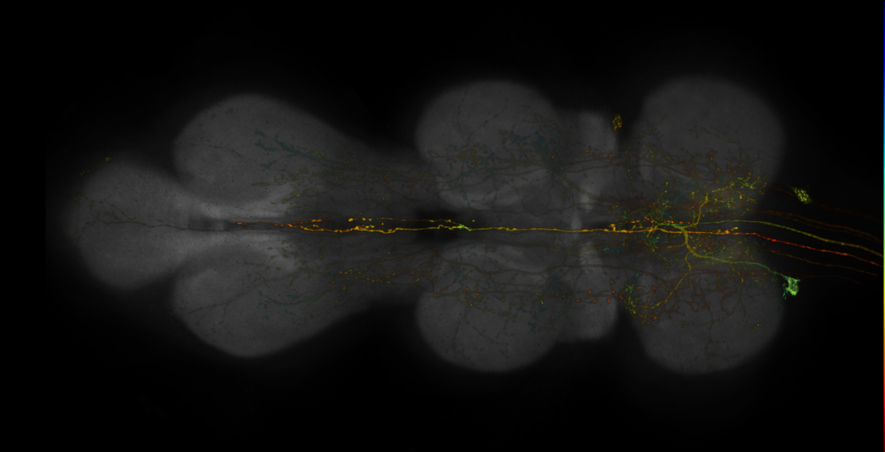 JRC_R14F03-GAL4_MCFO_VNC_20181127_61_F6_40x