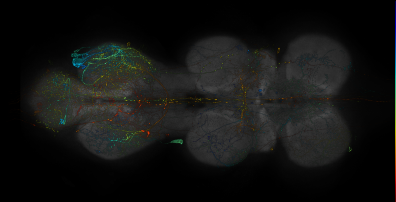 JRC_R15C05-GAL4_MCFO_VNC_20181127_61_I1_40x