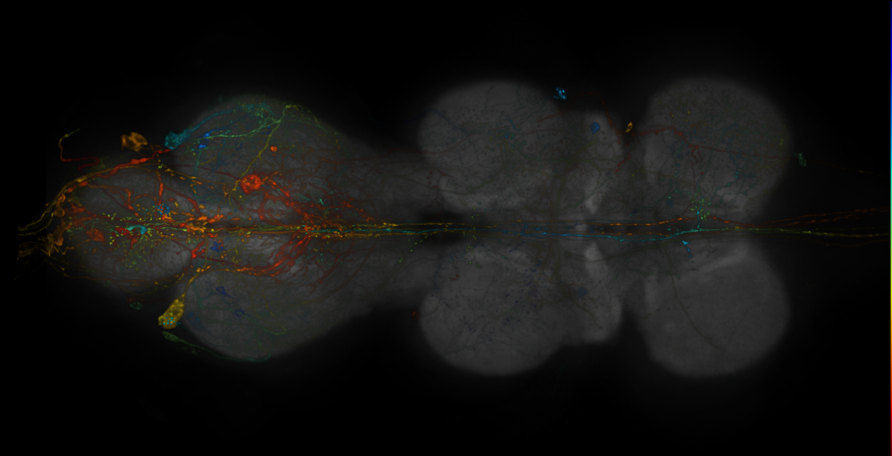 JRC_R15C05-GAL4_MCFO_VNC_20181127_61_I2_40x