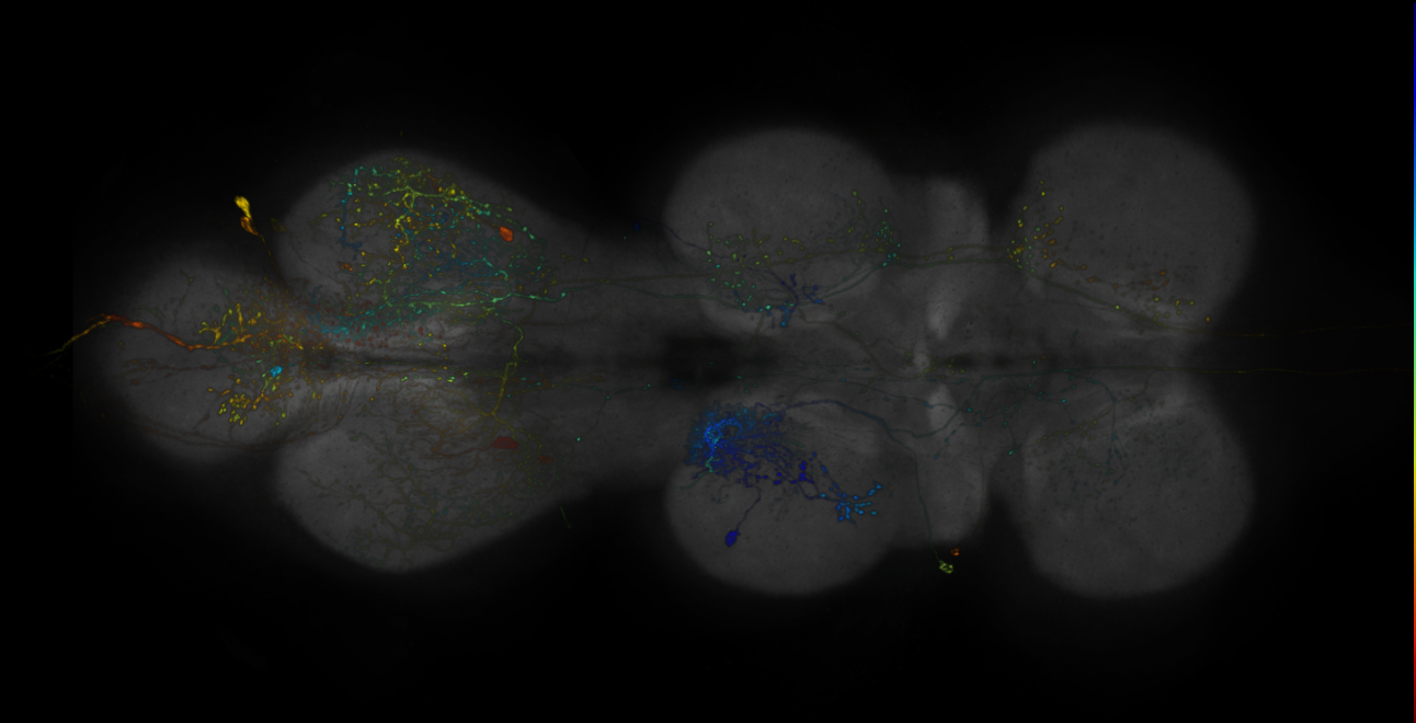 JRC_R15D05-GAL4_MCFO_VNC_20181127_61_J1_40x